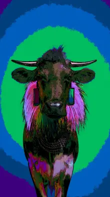 Highland bull