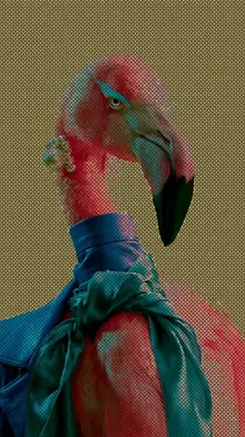 Flamingo