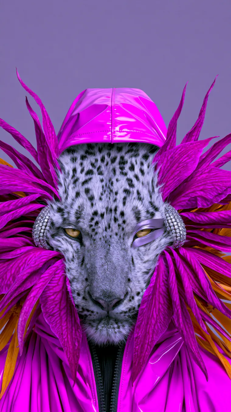 Snow leopard, the untouched studio photograph.